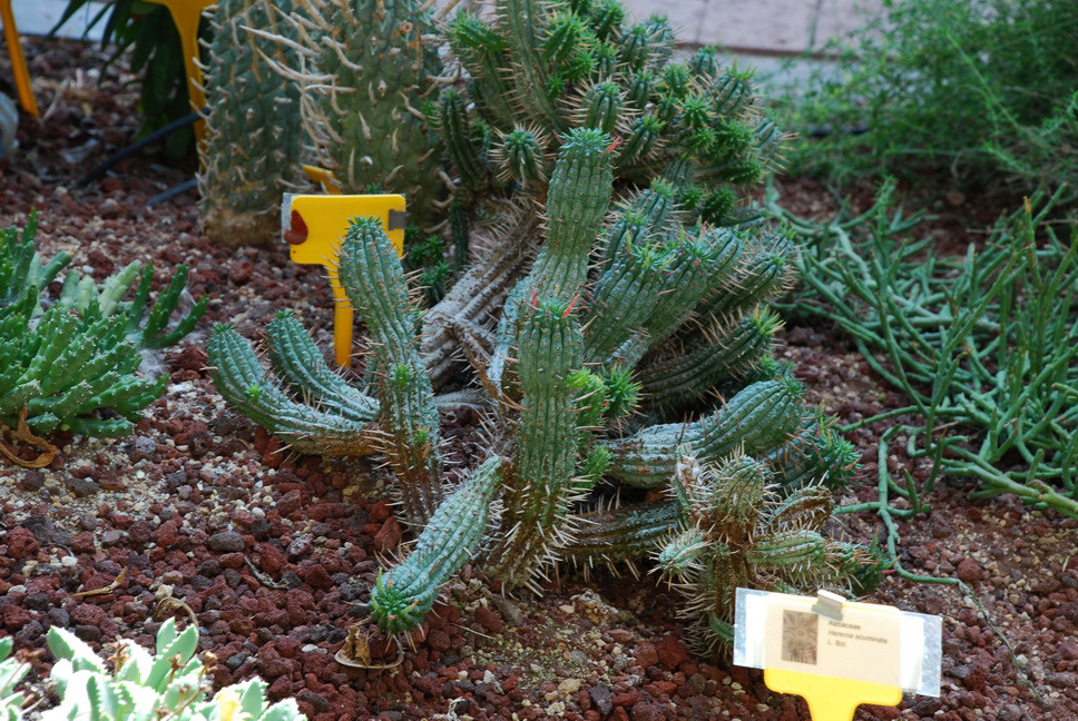 Orto Botanico_110.JPG